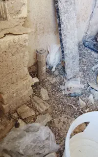 فروش خرگوش