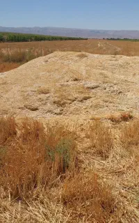 کاه جو