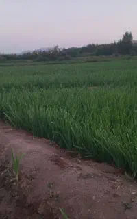 سبزی دسته ای تازه