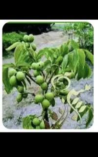 چیدن گردو. خرید بادریز وسیب ضایعات وتگرک زده