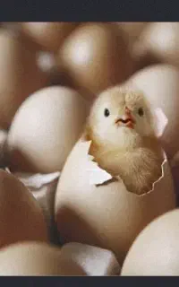 تخم مرغ نطفه دار اخوم
