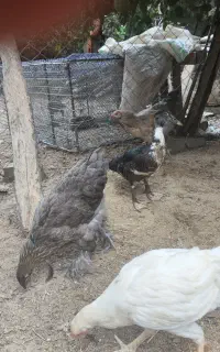 جوجه برهما 4ماهه
