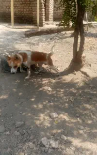 سگ باهوش
