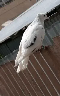 سرور دم سفید به شرط