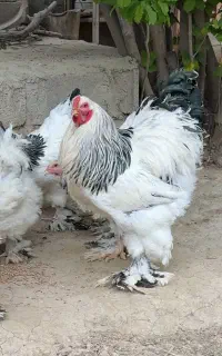 جوجه برهما لایت وجوجه ویاندوت سیلور