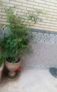 گل آبشار طلایی ۵ساله با گلدان