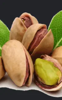پسته های کال و خشک شمارا به بالاترین قیمت خریداریم