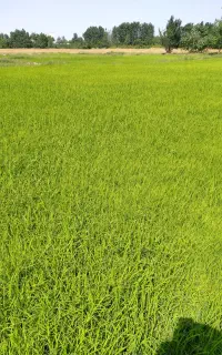بذر نشا شالی ندا