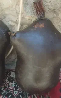 هیزه دو منی تا ده منی