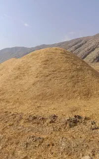 فروش کاه