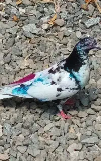 کبوتر