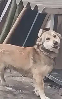 سگ پا کوتاه