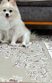 پامرانین ماده