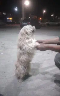 واگزاری سگ