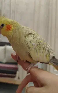 گمشده در بشگوز کوچه لقمان