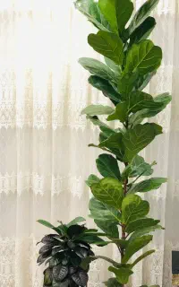 گل طبیعی