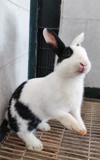 خرگوش