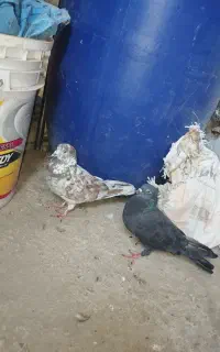 کبوتر چش سفید