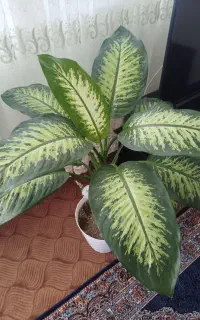گل زیبا