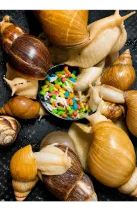 حلزون آچاتینا . مراقبت پوستی