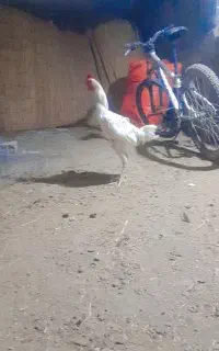 خروس لاری  چیل