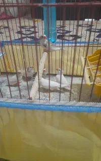 فنچ