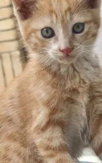 واگذاری بچه گربه به شخص یا خانواده متعهد