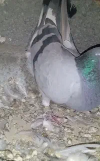 کبوتر مسافتی