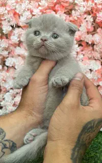 گربه پت اپارتمانی نژاد دار