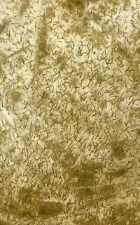 لارو ماهی قرمز گلدفیش و کالیکو