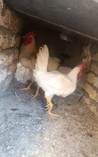 خروس
