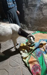 یک عدد بز