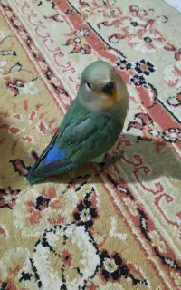 جوجه عروس و طوطی برزیلی