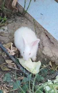 خرگوش
