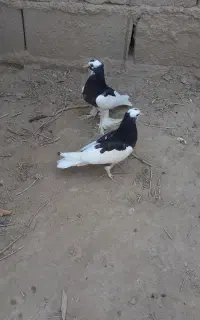 یک جفت جوجه طوقی