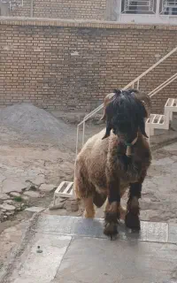بره نره ۱ساله