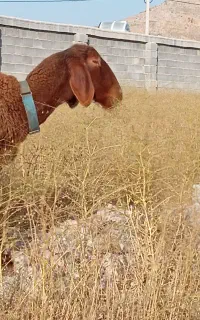 نیازمند کارگر دامداری گوسفند