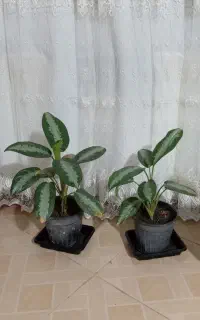 گل طبیعی ختمی و اگلونما