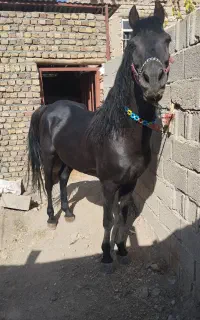 نریان درجه یک