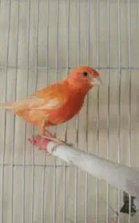 دو عدد قناری دستی