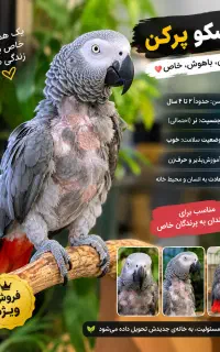 فروش انواع کاسکو پرکن برای جفت و نگهداری با کیفت