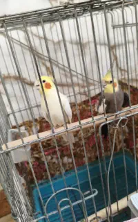 طوطی عروس یک جفت