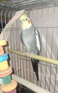 عروس هلندی نر با قفس
