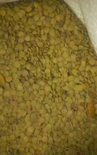 عدس