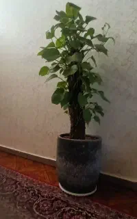 تعدادی گل باهم به فروش میرسد