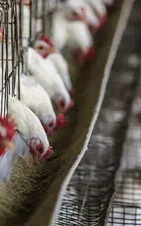 مرغ تخم گذار صنعتی با راندمان بالا/ با آموزش اصولی