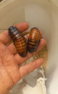 ماداگاسکار و دوبیا