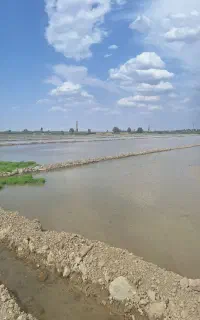 شخم زمین شما با دیکس بزرگ