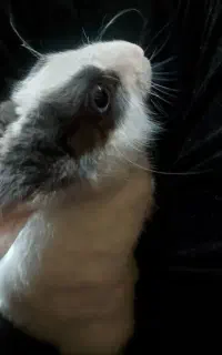 خرگوش چهار ماهه
