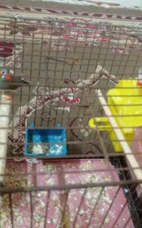یک جفت فنچ تخم گذار